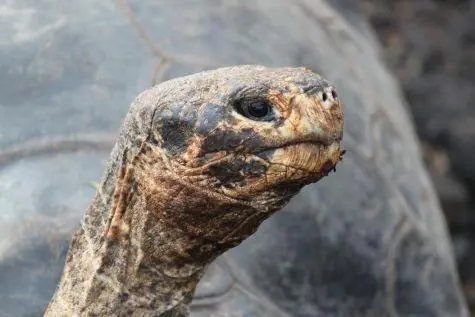Ecuador, Galapagos Islands, Giant Tortoise