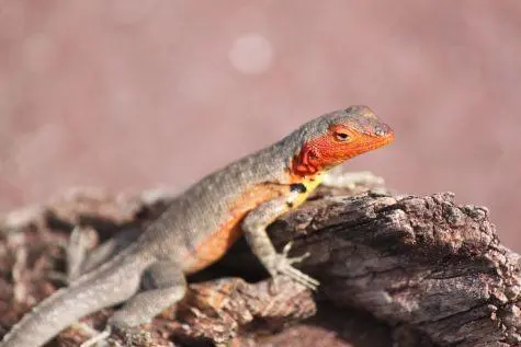 Ecuador, Galapagos Islands, Lizard