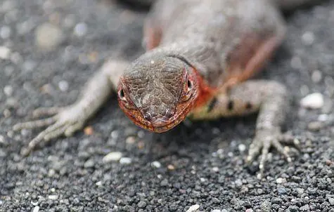 Ecuador, Galapagos Islands, Lizard
