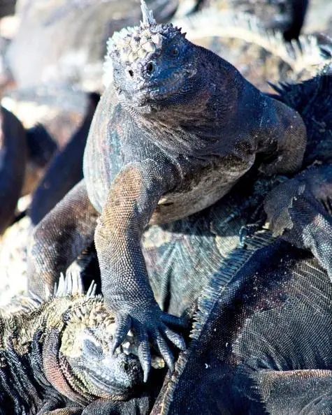 Ecuador, Galapagos Islands, Marine Iguana