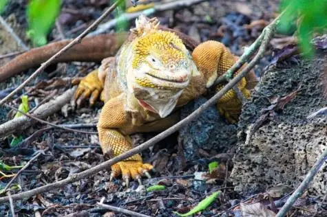Ecuador, Galapagos Islands, Iguana