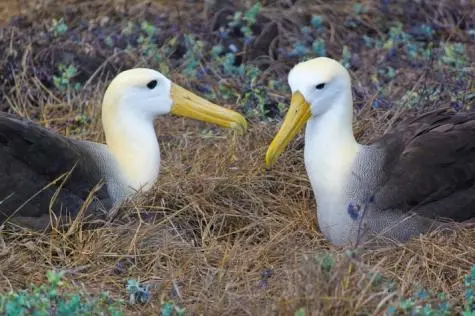 Ecuador, Galapagos Islands, Albatross