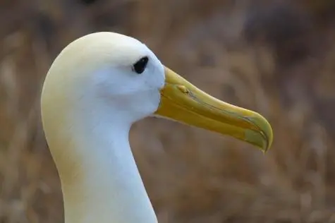 Ecuador, Galapagos Islands, Albatross