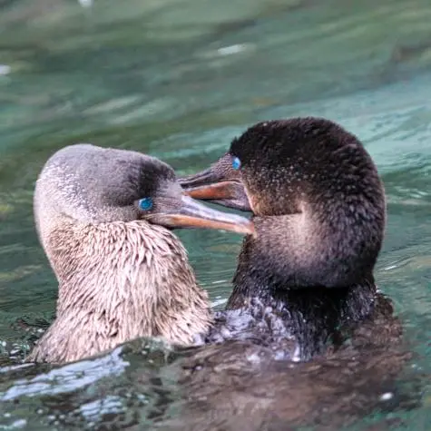 Ecuador, Galapagos Islands, Cormorants