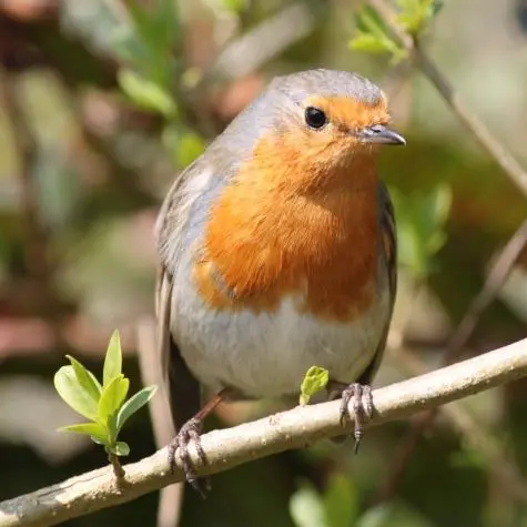 Wales, Bosherston Lily Ponds, Robin