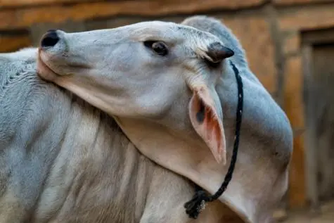 India, Rajasthan, Cow