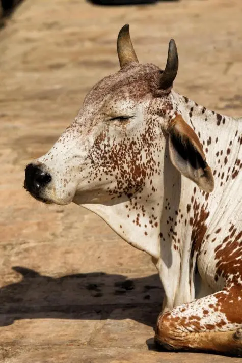 India, Rajasthan, Cow