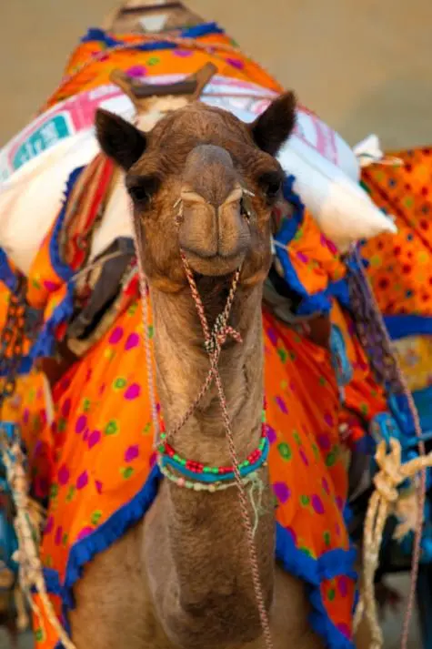 India, Rajasthan, Camel