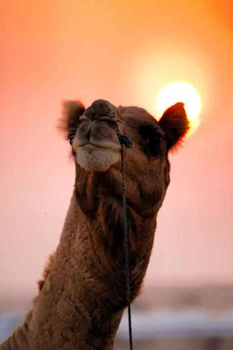 India, Rajasthan, Camel