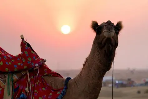 India, Rajasthan, Camel