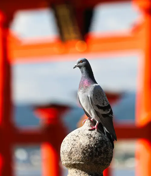 Japan, Hiroshima, Pigeon, Itsukushima Shrine