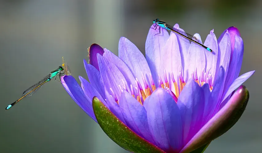 Japan, Beppu, Water Lillies, Hells of Beppu
