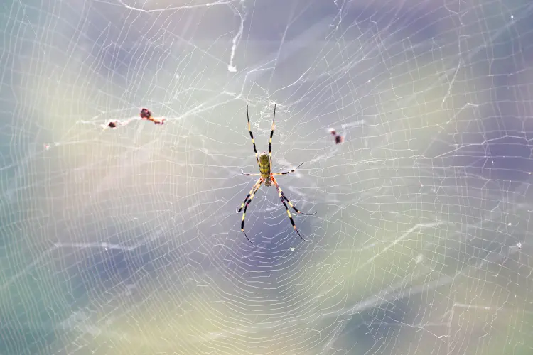 Japan, Tokyo, Spider, Shinjuku Gyoen National Garden