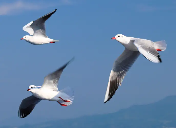 Japan, Hiroshima, Gulls, Miyajima Island