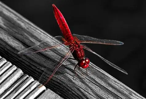 Portugal, Lisbon, Dragonfly