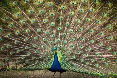 Portugal, Madeira, Peacock, Tropical Gardens