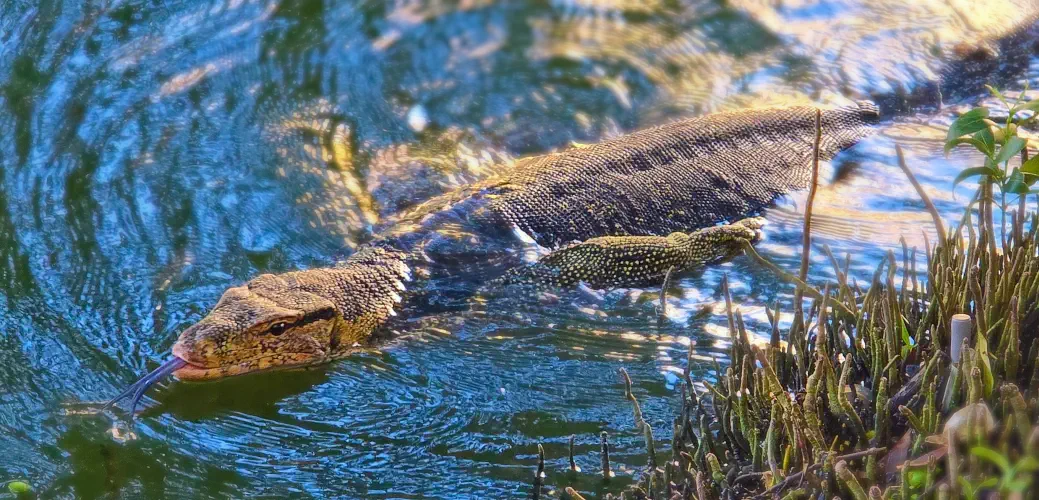 Malaysia, Malacca, Monitor Lizard, Malacca River