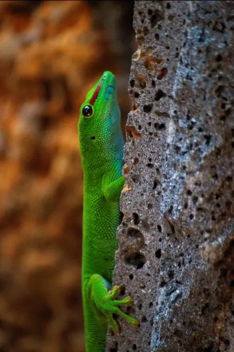Mauritius, Gecko
