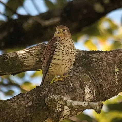 Mauritius, Ferney Valley, Falcon