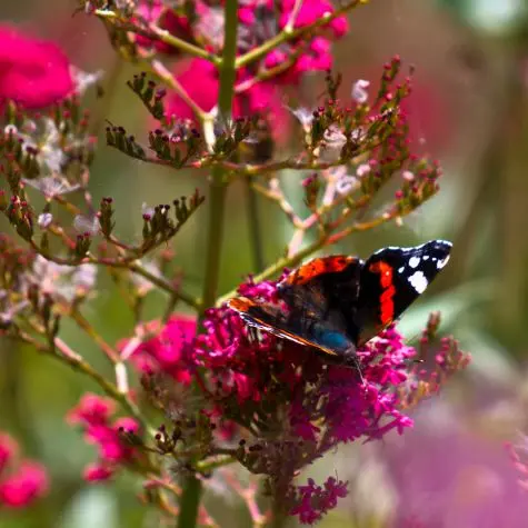 Northumbria, Lindisfarne, Butterfly