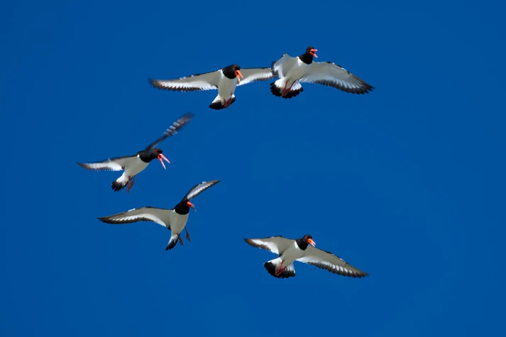 Norway, A, Oyster catcher