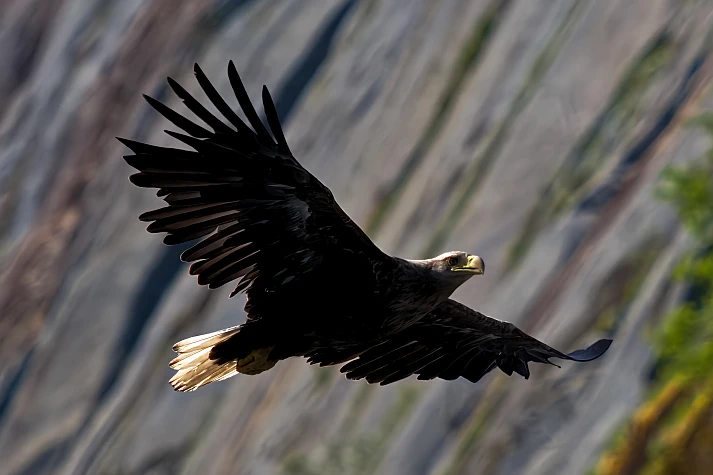 Norway, Svolvaer, Sea Eagle, Trollfjord