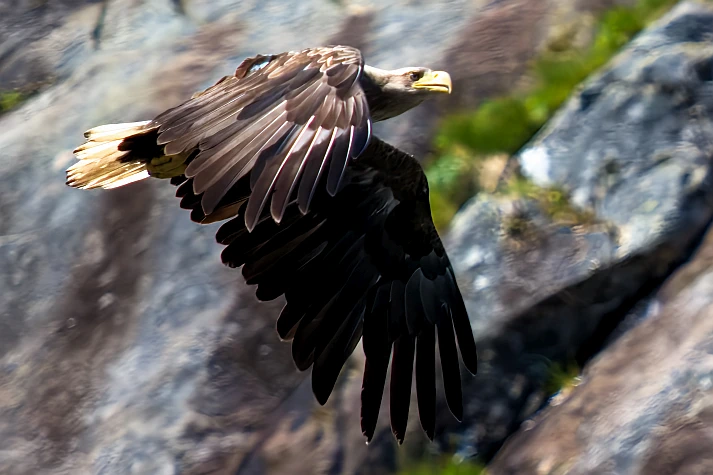 Norway, Svolvaer, Sea Eagle, Trollfjord
