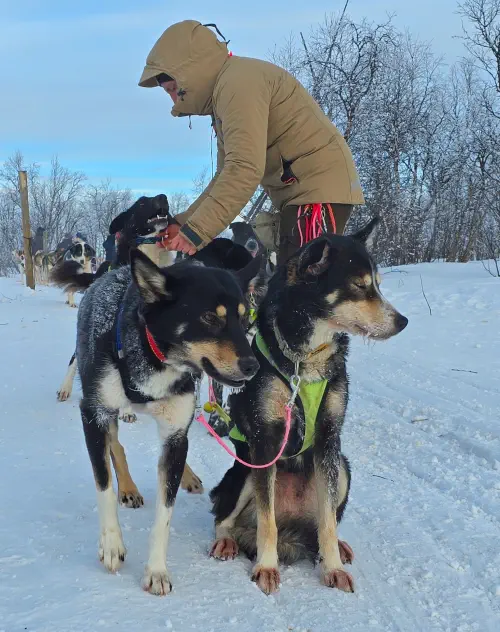 Sweden, Kiruna, Husky Safari