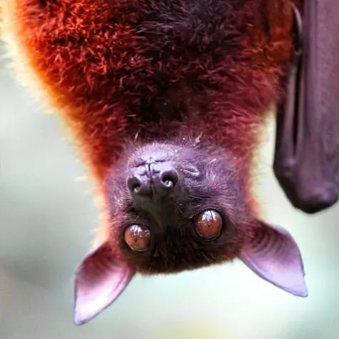 Singapore, Singapore Zoo, Fruit Bat