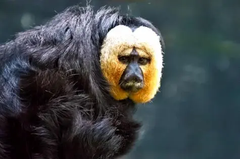 Singapore, Singapore Zoo, Golden Faced Saki