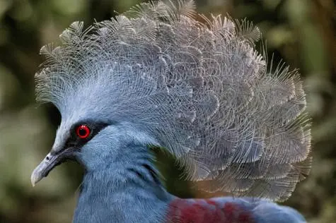 Singapore, Singapore Zoo, Victoria Crowned Pigeon