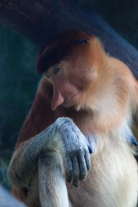 Singapore, Singapore Zoo, Proboscis Monkey