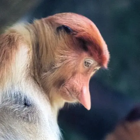 Singapore, Singapore Zoo, Proboscis Monkey