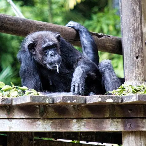 Singapore, Singapore Zoo, Chimpanzee
