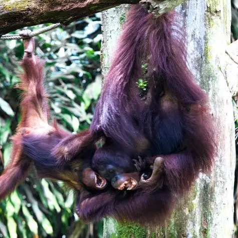 Singapore, Singapore Zoo, Orang Utan
