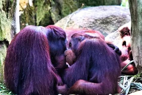 Singapore, Singapore Zoo, Orang Utan