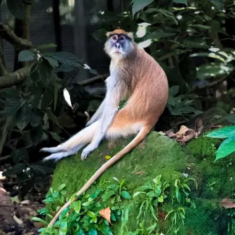 Singapore, Singapore Zoo, Monkey
