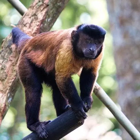 Singapore, Singapore Zoo, Monkey