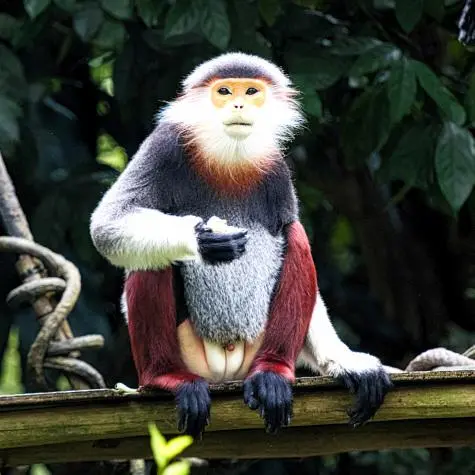 Singapore, Singapore Zoo, Monkey