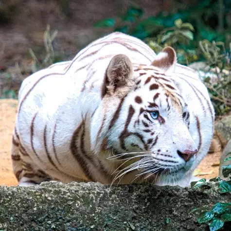 Singapore, Singapore Zoo, White Tiger