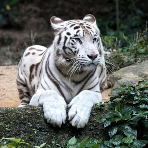 Singapore, Singapore Zoo, White Tiger