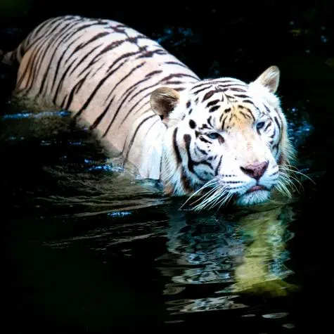 Singapore, Singapore Zoo, White Tiger