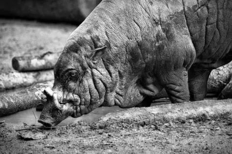 Singapore, Singapore Zoo, Boar