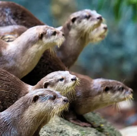 Singapore, Singapore Zoo, Otter