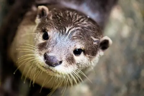 Singapore, Singapore Zoo, Otter