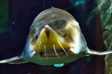 Singapore, Singapore Zoo, Catfish