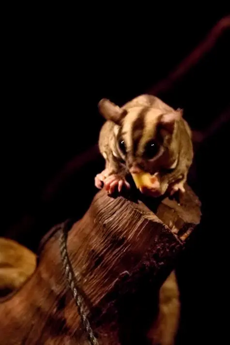 Singapore, Singapore Zoo, Chipmunk