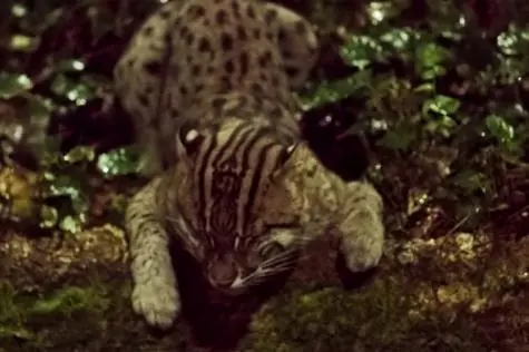 Singapore, Singapore Zoo, Fishing Cat