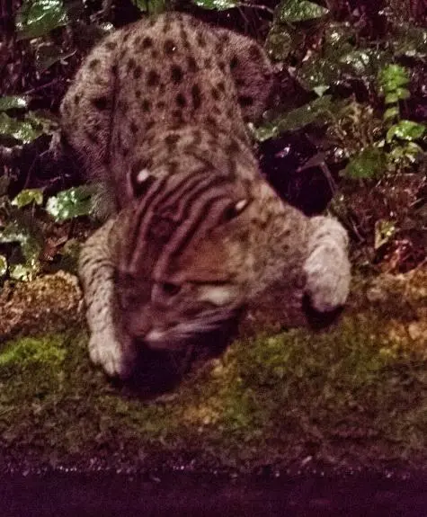 Singapore, Singapore Zoo, Fishing Cat