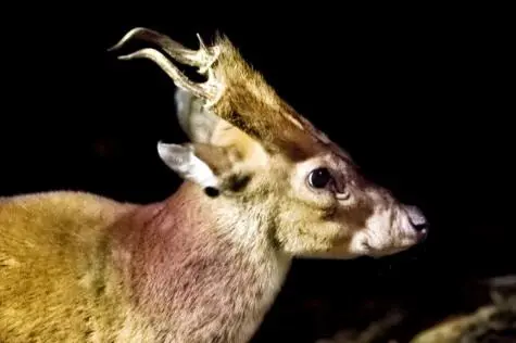 Singapore, Singapore Zoo, Mouse Deer